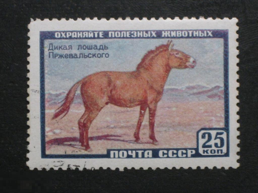СССР 1959 Фауна Лошадь Пржевальского марка 0.25 клей 