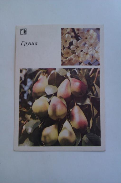 Открытка Груша «Ваш приусадебный участок», 1986г.