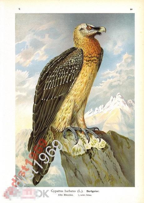 БОЛЬШОЙ ЛИСТ 1895-1905 г ПТИЦА. БОРОДАЧ (ЯГНЯТНИК) 