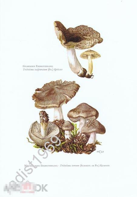 1963 г. ГРИБЫ. РЯДОВКА ЗЕМЛИСТАЯ. МИКОЛОГИЯ 