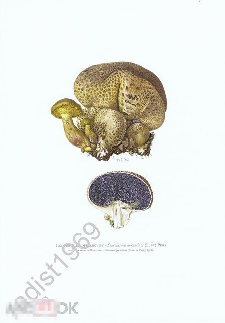 1963 г. ЯДОВИТЫЕ ГРИБЫ. ЗЛОЖНОДОЖДЕВИК ОБЫКНОВЕННЫЙ. МИКОЛОГИЯ 