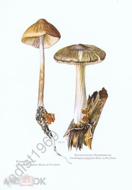 1963 г. СЪЕДОБНЫЕ ГРИБЫ. УДЕМАНСИЕЛЛА КОРНЕВАЯ, КОЛЛИБИЯ ШИРОКОПЛАСТИНЧАТАЯ. МИКОЛОГИЯ 