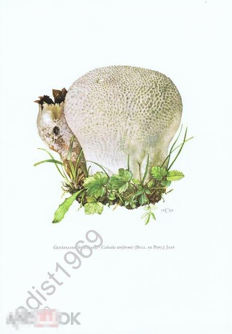 1963 г. ГРИБЫ. ГОЛОВАЧ МЕШКОВАТЫЙ. МИКОЛОГИЯ 