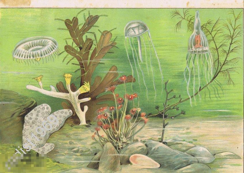 ХРОМОЛИТОГРАФИЯ ок. 1900 г. СКЛАДЧАТАЯ И КОПЬЕНОСНАЯ МЕДУЗЫ, СЕРТУЛЯРИИ, ТИАРА, ДРЕВОВИДНЫЙ КОРАЛЛ 