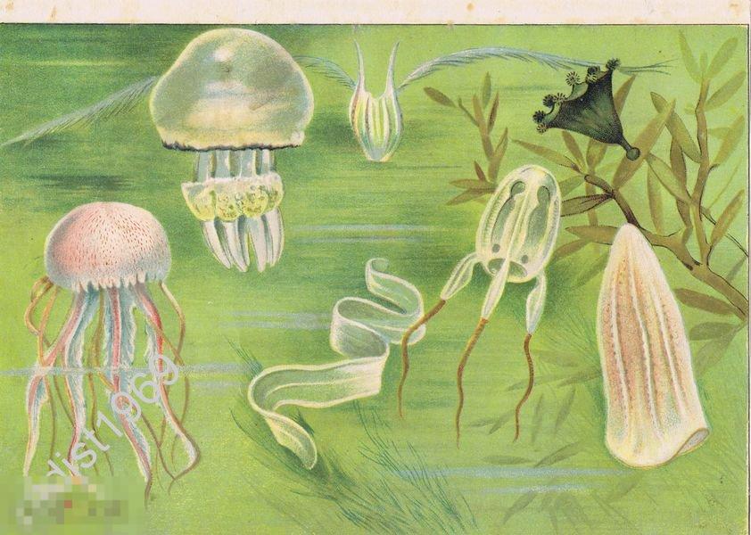 ХРОМОЛИТОГРАФИЯ ок. 1900 г. КУБИЧЕСКАЯ МЕДУЗА, ВЕНЕРИН ПОЯС, РИЗОСТОМА, СВЕТЯЩАЯСЯ ПЕЛАГИЯ 