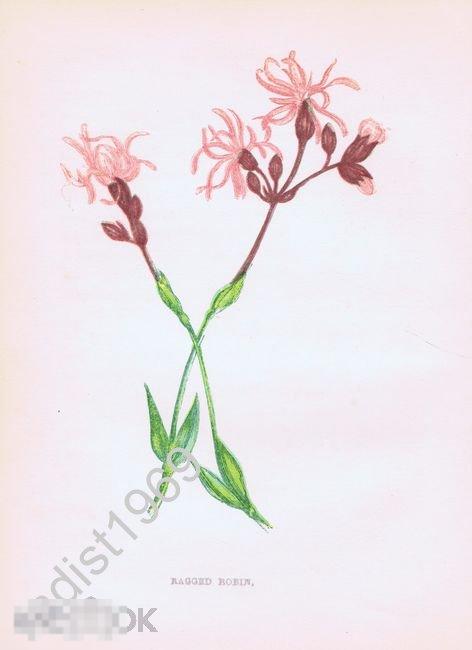ХРОМОЛИТОГРАФИЯ 1852 г. АННА ПРАТТ. `ДИКИЕ ЦВЕТЫ`. КУКУШКИН ЦВЕТ ОБЫКНОВЕННЫЙ 