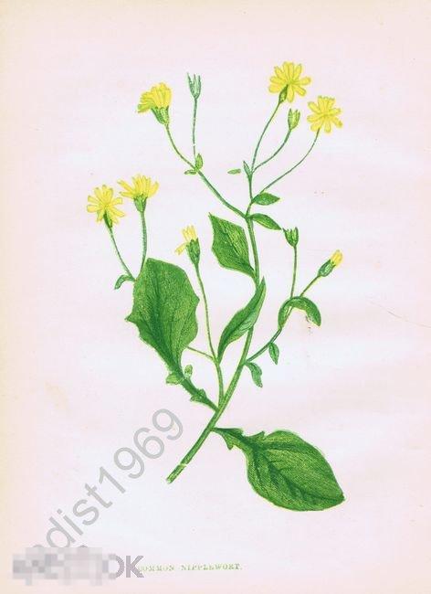 ХРОМОЛИТОГРАФИЯ 1852 г. АННА ПРАТТ. `ДИКИЕ ЦВЕТЫ`. БОРОДАВНИК ОБЫКНОВЕННЫЙ 