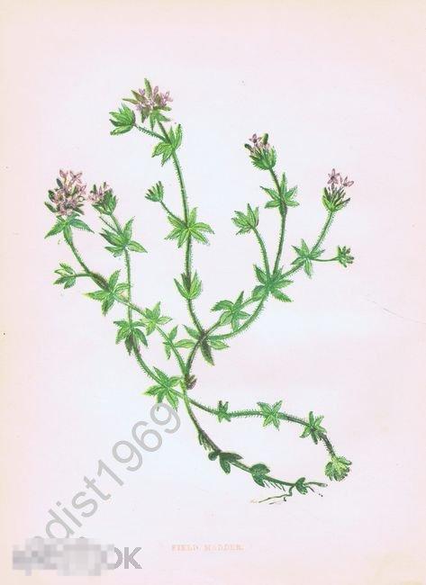 ХРОМОЛИТОГРАФИЯ 1852 г. АННА ПРАТТ. `ДИКИЕ ЦВЕТЫ`. ШЕРАРДИЯ ПОЛЕВАЯ 