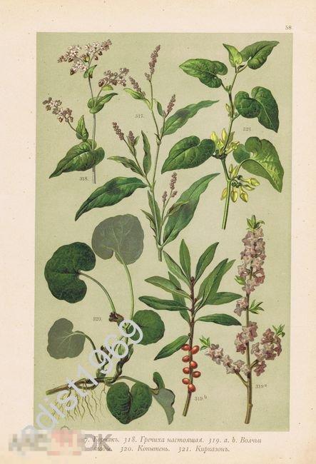 ХРОМОЛИТОГРАФИЯ 1897 г. РАСТЕНИЯ, ЦВЕТЫ. ГОРЧАК, ГРЕЧИХА, ВОЛЧЬИ ЯГОДЫ, КИРКАЗОН 