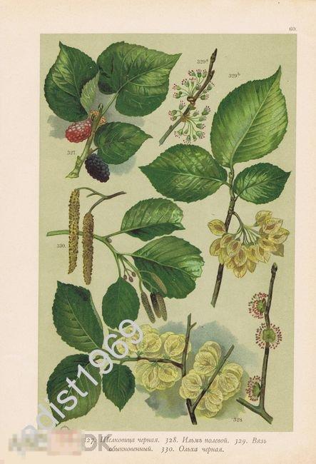 ХРОМОЛИТОГРАФИЯ 1897 г. РАСТЕНИЯ, ДЕРЕВЬЯ. ШЕЛКОВИЦА, ИЛЬМ, ВЯЗ, ОЛЬХА ЧЕРНАЯ 