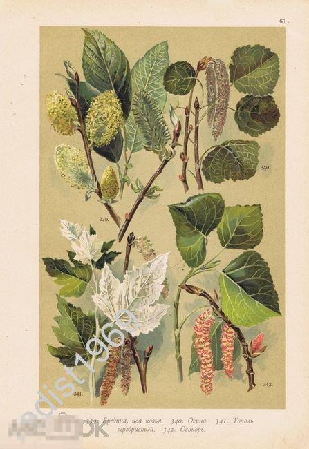 ХРОМОЛИТОГРАФИЯ 1897 г. РАСТЕНИЯ, ДЕРЕВЬЯ. БРЕДИНА, ОСИНА, ТОПОЛЬ, ОСОКОР (ТОПОЛЬ ЧЕРНЫЙ) 