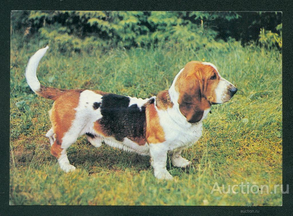 1989 г. Собаки. Бассет. Фото. Кочетова – чистая (384g)