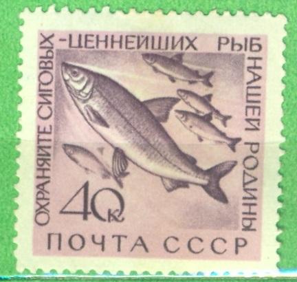СССР 1960 г. Охрана ценных рыб негашеная**