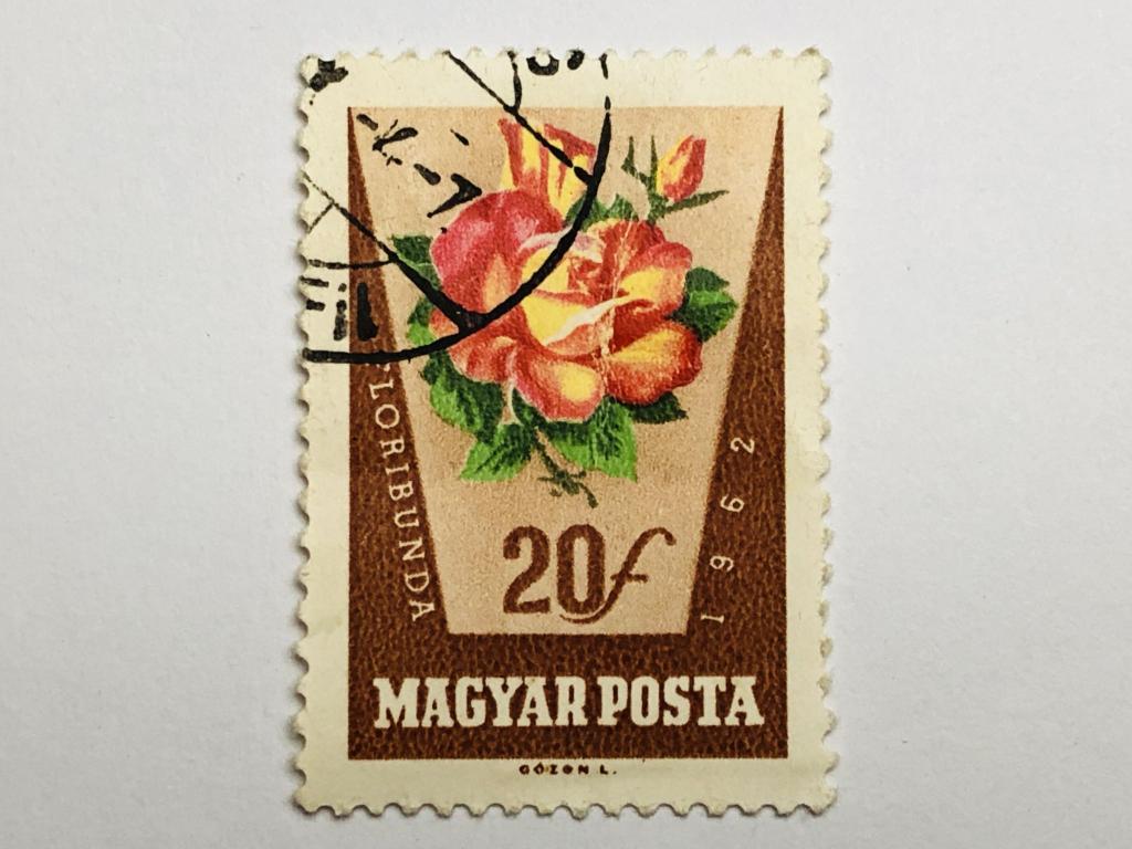 Цветы. Розы. 20 филлеров. Флора. Венгрия. 1962. Mi: HU 1856A. Гашен