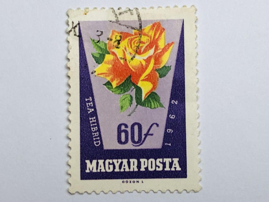 Цветы. Розы. 60 филлеров. Флора. Венгрия. 1962. Mi: HU 1858A. Гашен