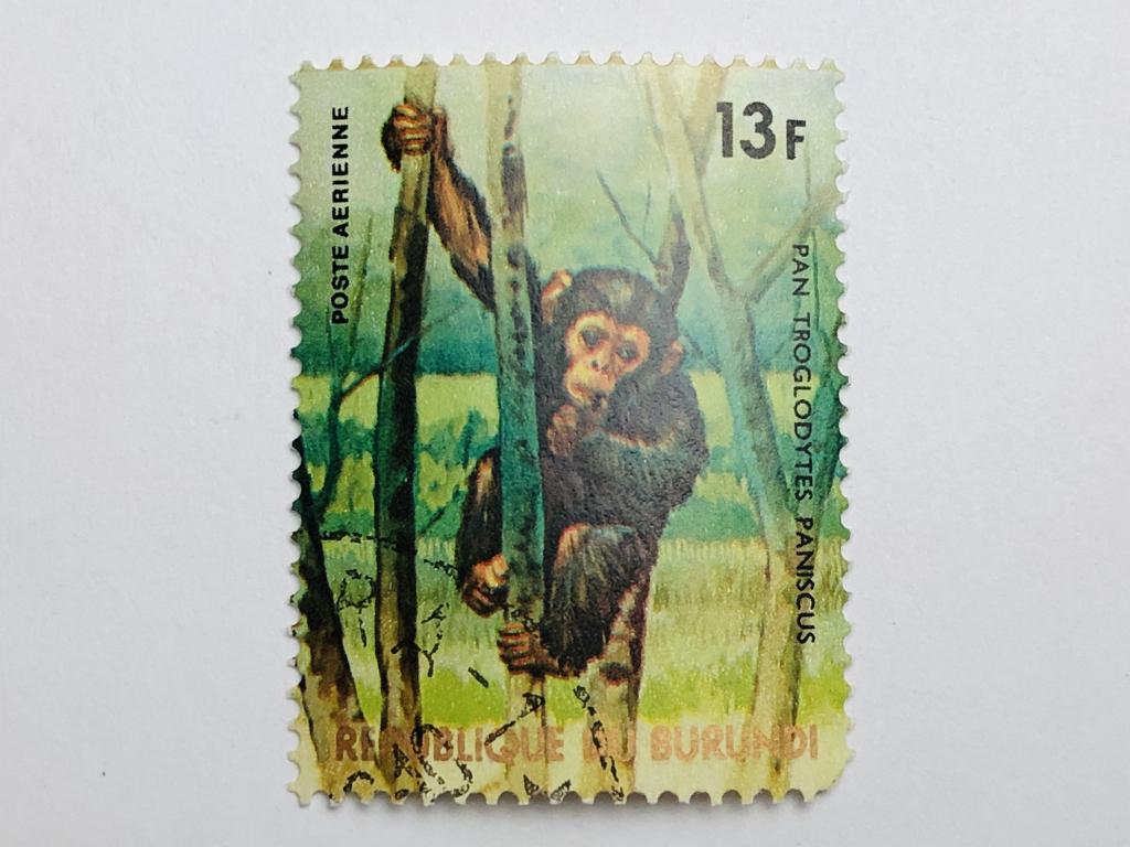 Африканские животные. Бонобо. 13 фр. Фауна. Бурунди. 1977. Mi: BI 1362. Гашен