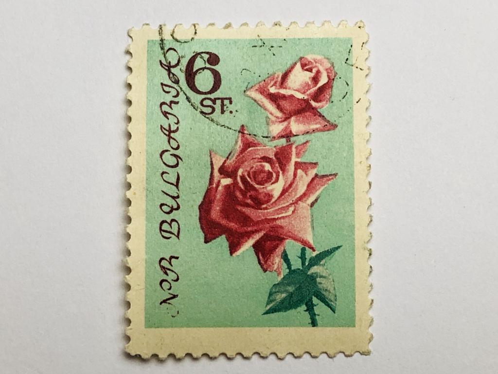 Цветы. Красные розы. 6 ст. Флора. Болгария. 1962. Mi: BG 1305. Гашен