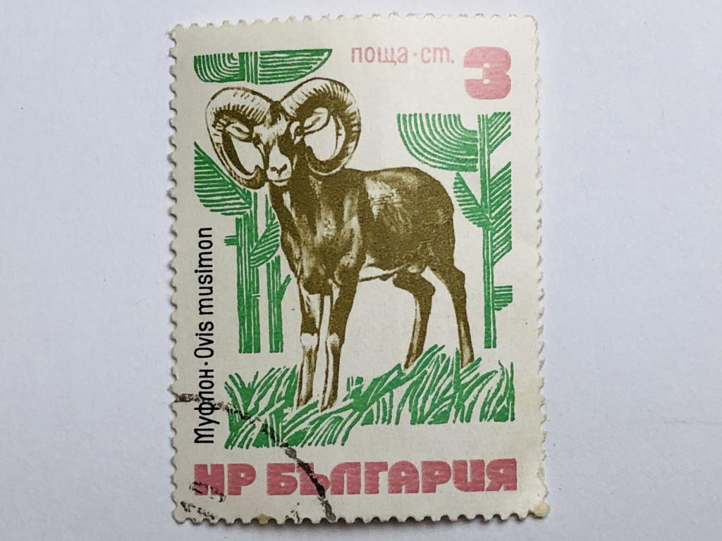 Животные. Муфлон. 3 ст. Фауна. Болгария. 1973. Mi: BG 2250. Гашен