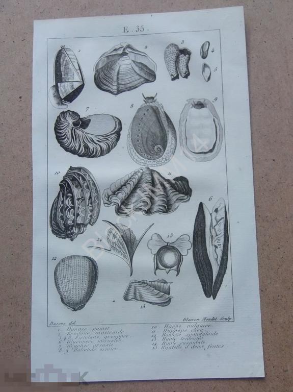 1814 г. Гравюра Морская ракушка Раковины 