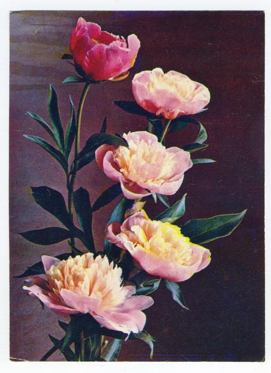 Пионы - Костенко Г - 1981 год (Л-69)