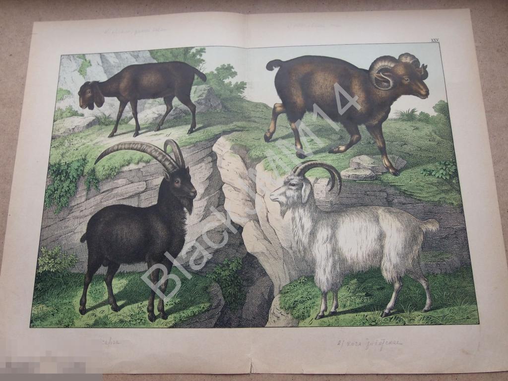1890 г. Цветная литография Коза тибецкая Сарга Баран Овцы Аргали 
