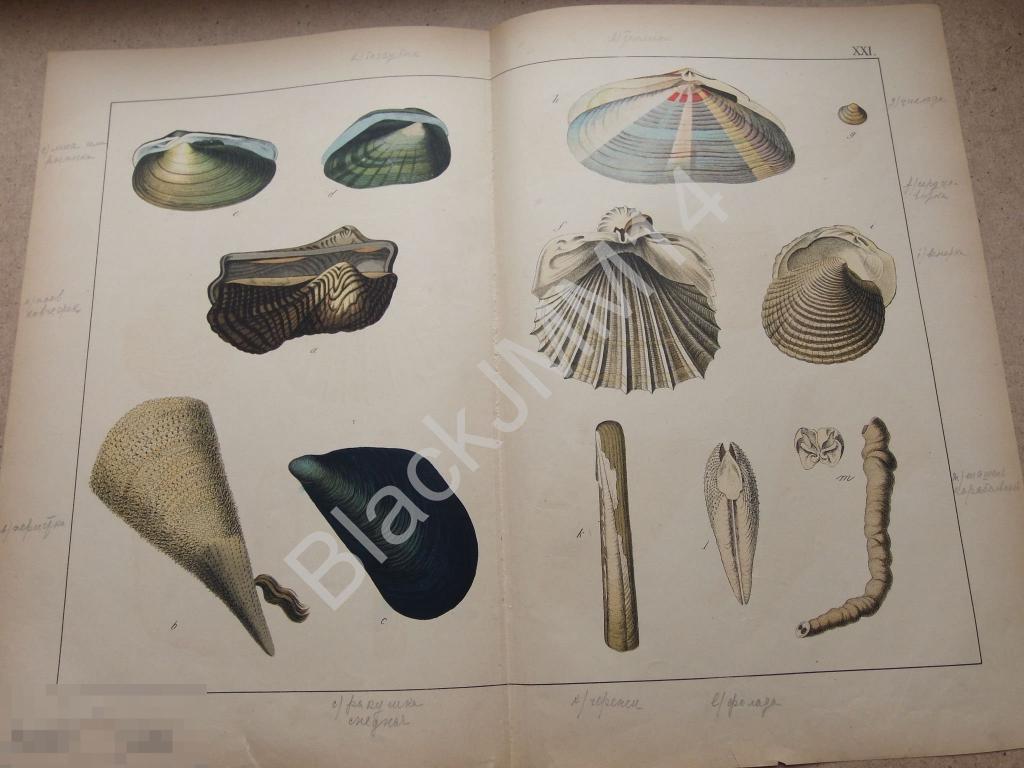 1890 г. Цветная литография Моллюски Беззубик Сердцевидка Фолада Ноев ковчег 