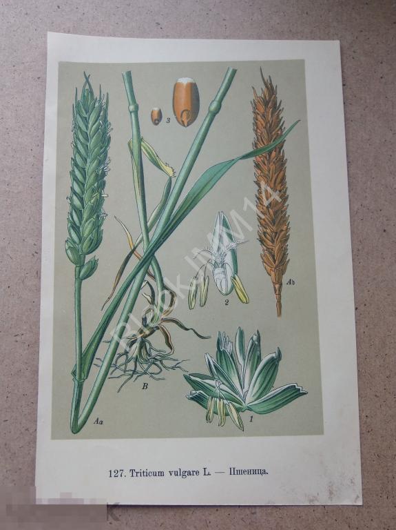 1912 г. Цветная литография Растения Пшеница 
