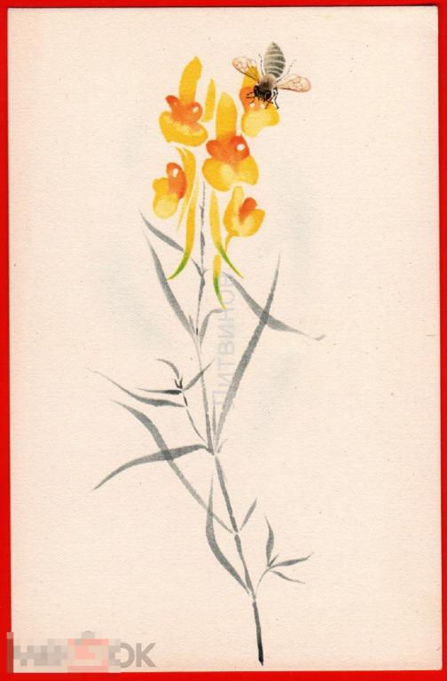 73149 Пчела цветы насекомые Флора Рихтер Илона иностранная чистая 50-е 