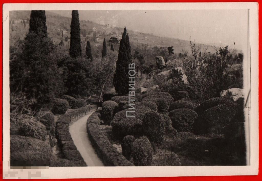 105276 Крым Алупка парк кипарисы аллея дорожка чистая 