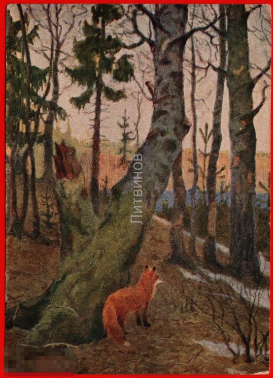 82785 Лиса лисица лес пейзаж животные фауна чистая 1954 