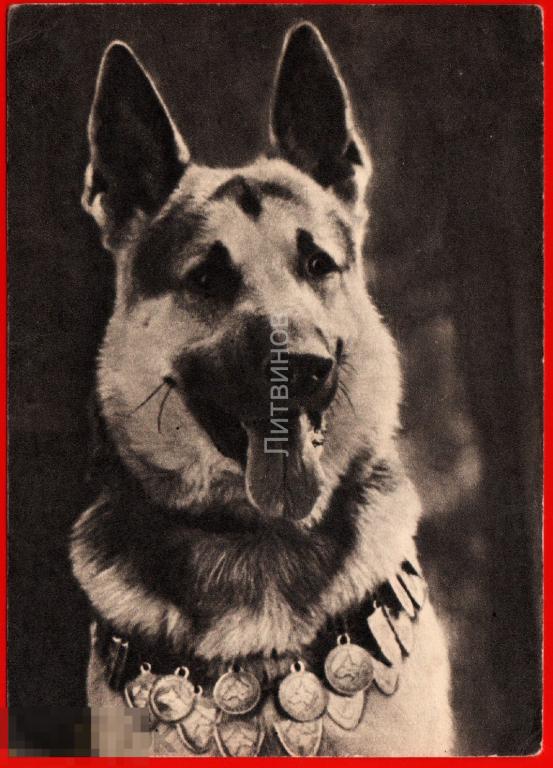 81874 Восточно европейская овчарка собака медали порода чистая 1969 