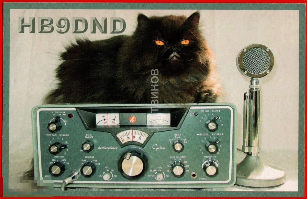 116553 Карточка радиообмена QSL карта Кошка кот радио 2011 