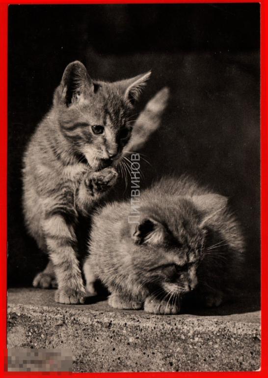 82310 Кот Котик котёнок кошка Прага Чехословакия чистая иностранная 60-е