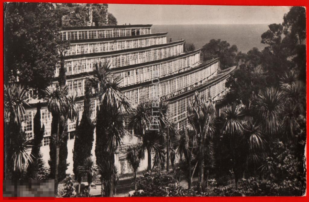 54700 Курорт Кобулети лимонарий лимоны Аджария Аджарская СССР Теплица 60-е 