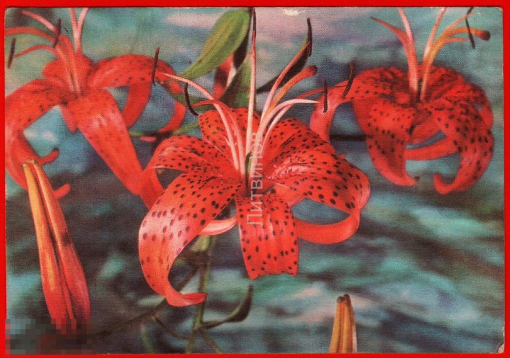 41618 1976 Лилия тигровая цветы Флора ДМПК чистая