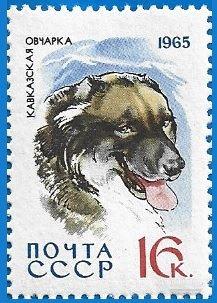 1965 СССР 3171 (Z 3082) Собаки. Кавказская овчарка** MNHOG (ЧБН)