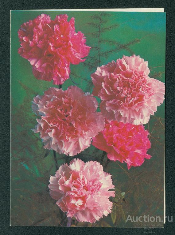 1981 г. Поздравляю худ. Костенко - подписана двойная (879g)