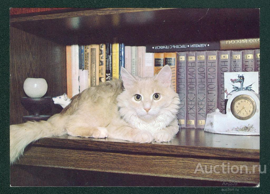 1989 г. Кот-книголюб. Фото Кондратьева – чистая (921g)