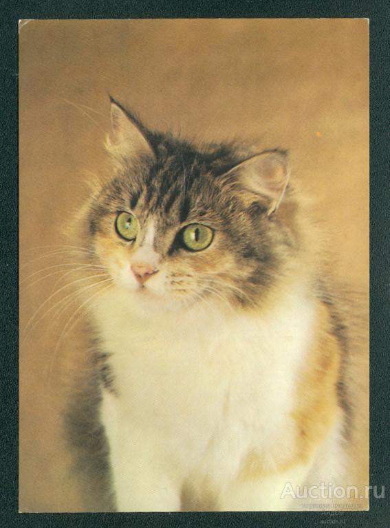 1989 г. Барсик. Фото Ткаченко – чистая (922g)