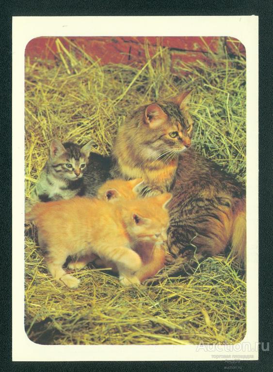 1989 г. Кошка и котята. Фото Калашникова – чистая (920g)