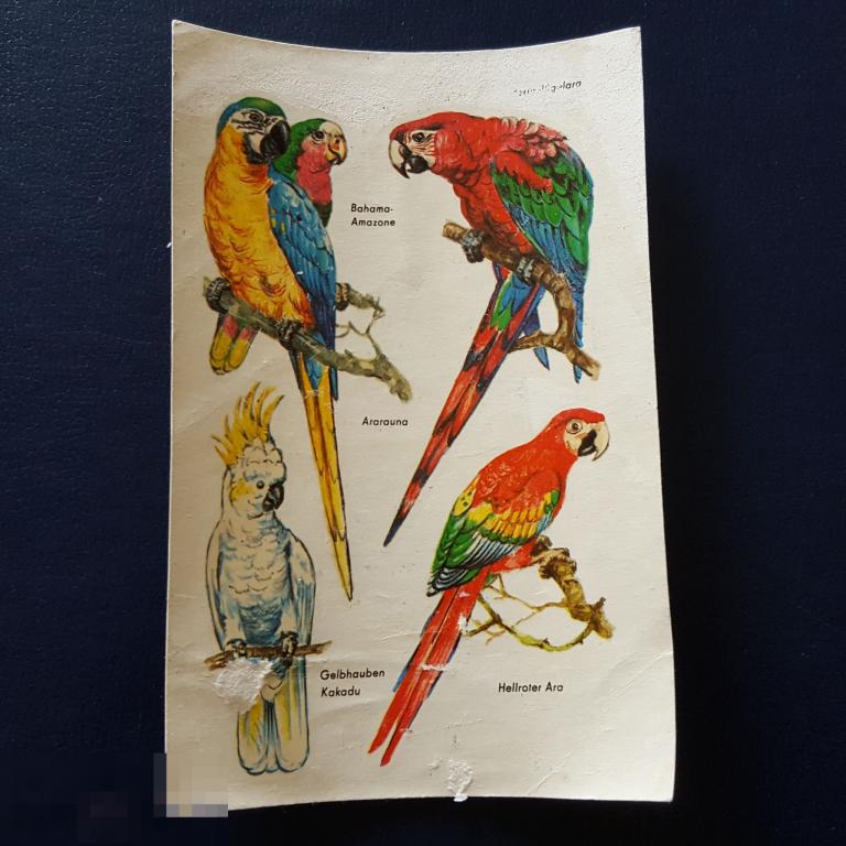 Переводилка СССР наклейка птицы сдвижная картинка Берлин Германия ГДР попугаи 