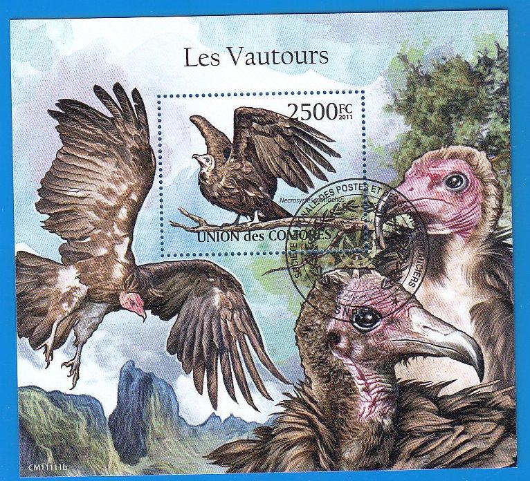 Коморы фауна орлы
