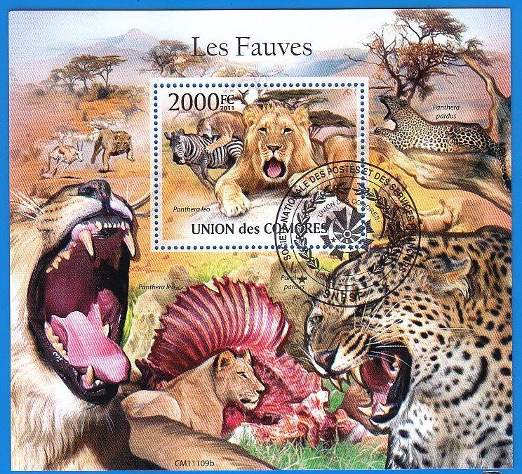 Коморы фауна дикие кошки