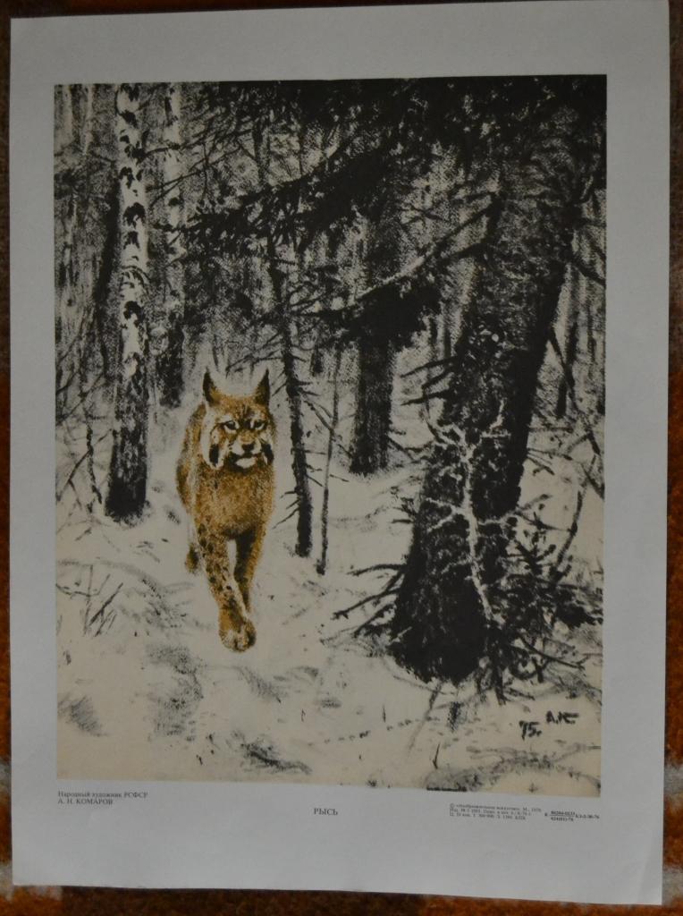 Плакат - Народный художник РСФСР  А.Н.Комаров - Фауна леса - Рысь