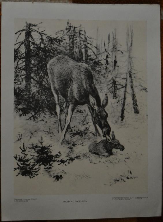 Плакат - Народный художник РСФСР  А.Н.Комаров - Фауна леса - Лосиха с Лосенком