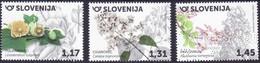 Словения   2020   Флора. Цветки деревьев