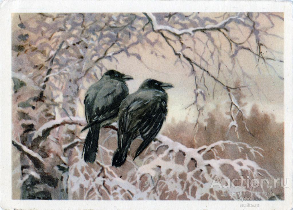 Вороны. Художник - В. Трофимов. Открытое письмо 1954 года. ( чистая открытка ) Отлично сохранено.