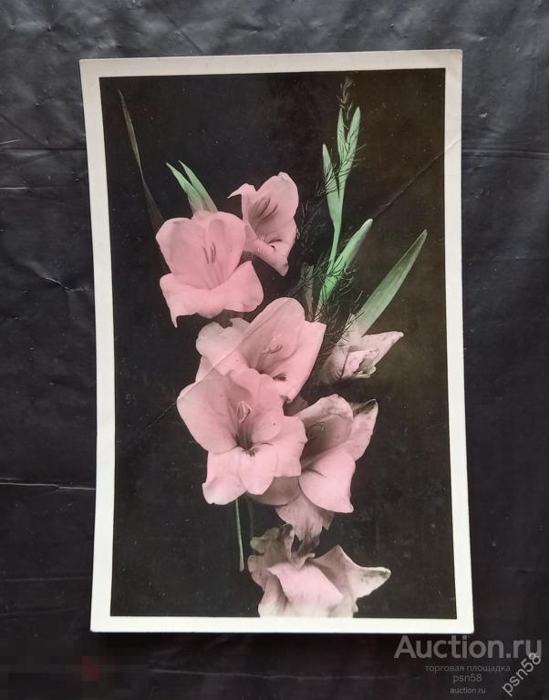 Изд-во газеты Ставропольская правда Кисловодск 1956 Гладиолус фото Лукьянова 