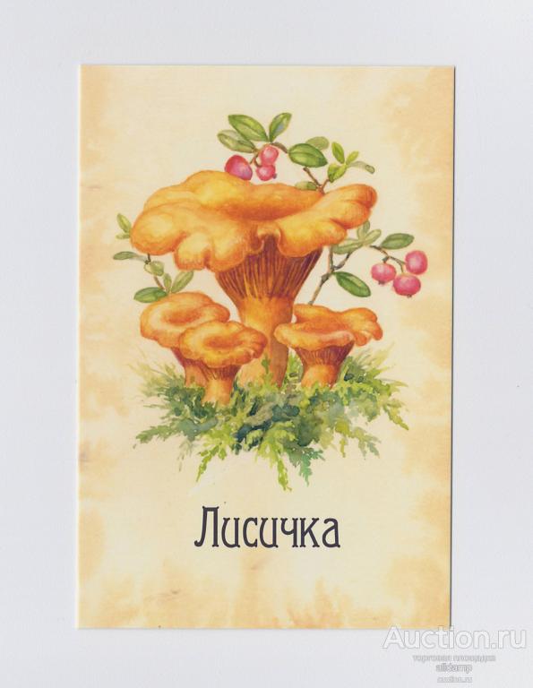 Открытка Россия Лисичка настоящая обыкновенная Cantharellus cibarius Синицына чистая грибы петушок
