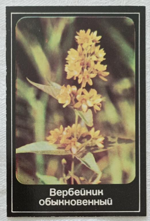 Московский Областной Совет Охраны Природы ВЕРБЕЙНИК ОБЫКНОВЕННЫЙ 1989 год